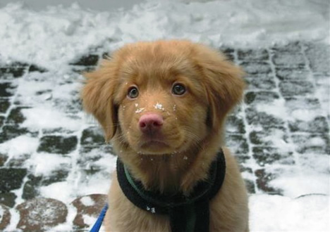 toller-ruede-puppies